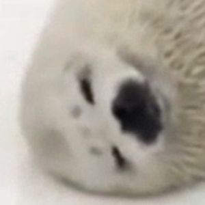 Meet your Posher, Kelsie